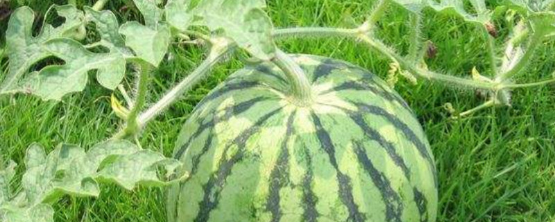 西瓜要剪枝吗（西瓜要剪枝吗视频）