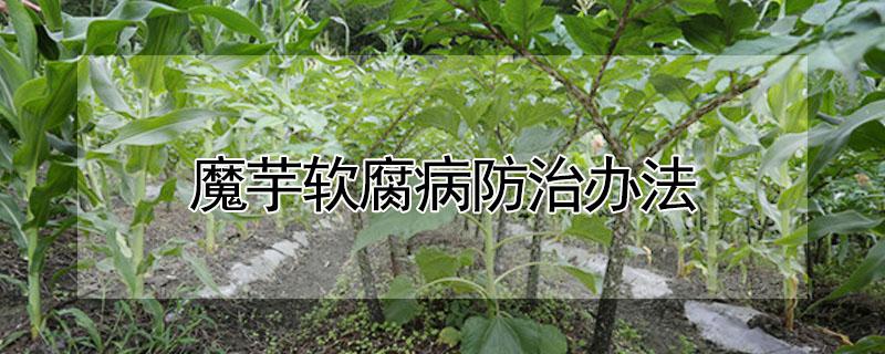 魔芋软腐病防治办法（魔芋软腐病防治办法视频）