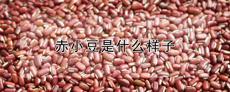 赤小豆是什么样子 赤小豆是什么样子的?