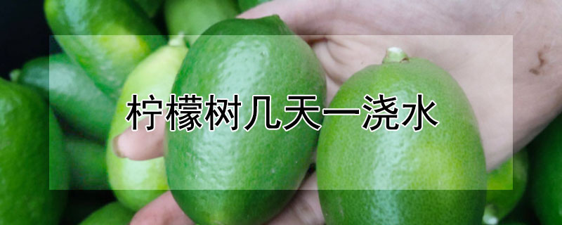 柠檬树几天一浇水 柠檬树几天浇水一次