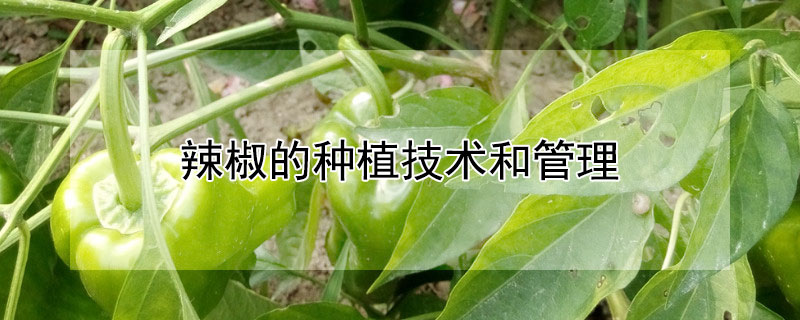 辣椒的种植技术和管理（秋季辣椒的种植技术和管理）