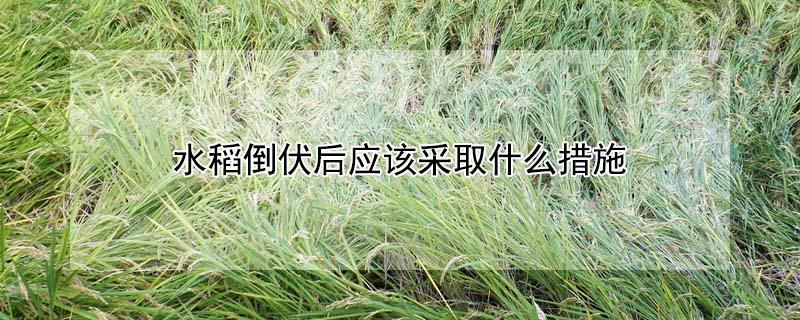水稻倒伏后应该采取什么措施（水稻倒伏后应该采取什么措施用什么肥料）