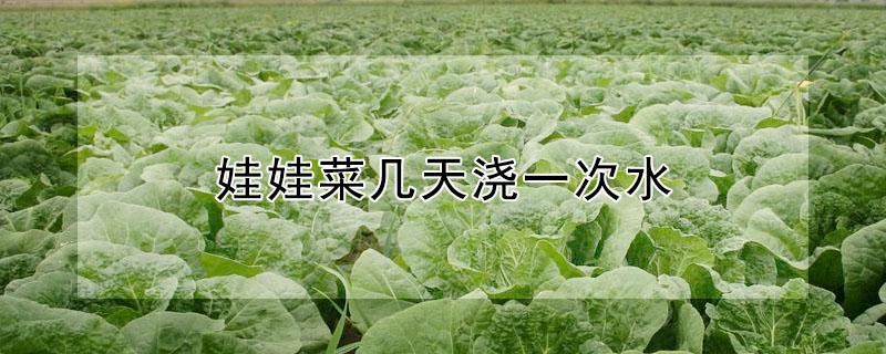 娃娃菜几天浇一次水（娃娃菜几天浇一次水比较好）