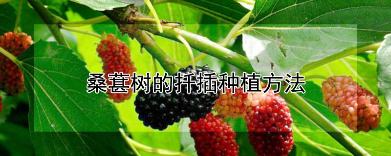 桑葚树的扦插种植方法 桑葚树的扦插种植方法图片