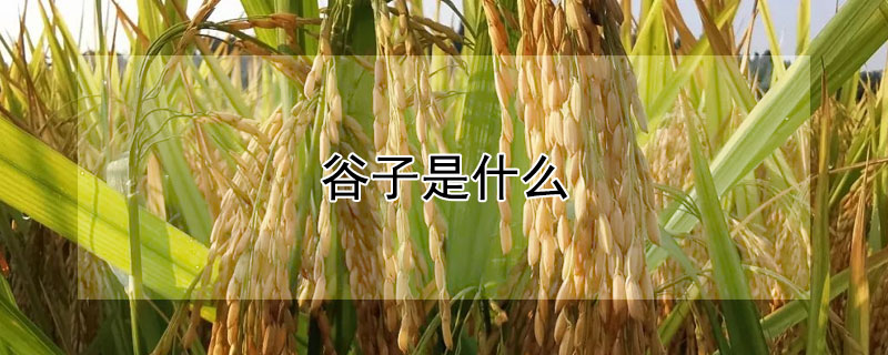 谷子是什么 谷子是什么意思二次元
