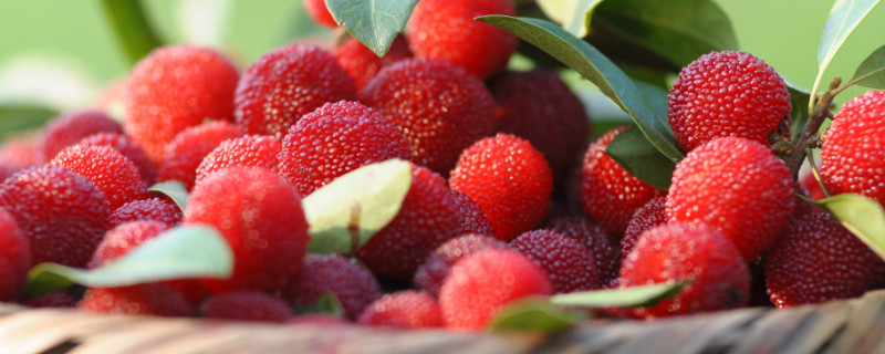 杨梅几月成熟（杨梅几成熟可以摘）