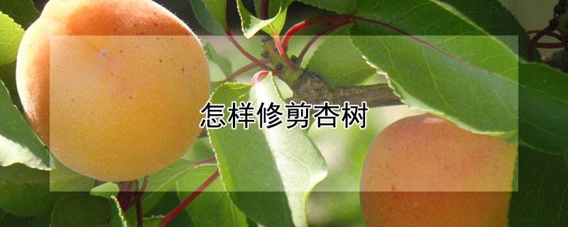 怎样修剪杏树（冬天怎样修剪杏树）