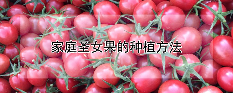 家庭圣女果的种植方法 圣女果家庭种植应该注意