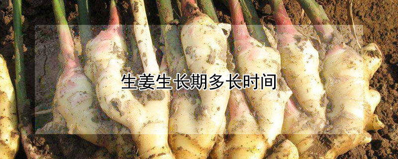 生姜生长期多长时间 生姜生长期多少天