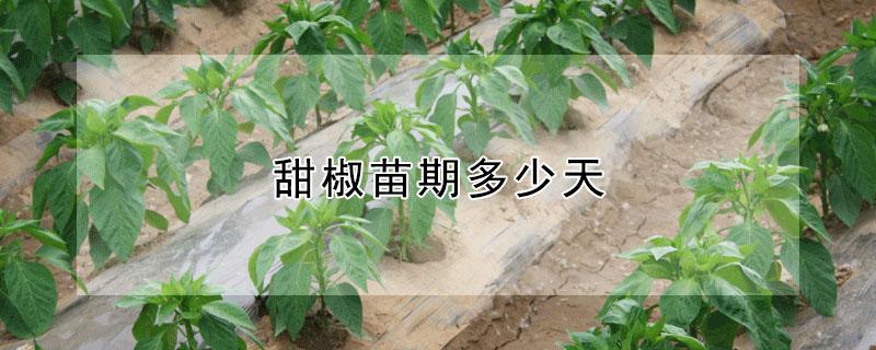 甜椒苗期多少天（甜椒苗期多少天施一次肥）