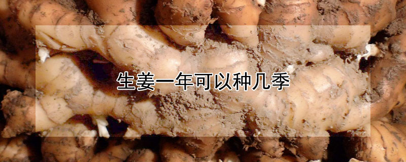 生姜一年可以种几季（生姜一年能种几季）