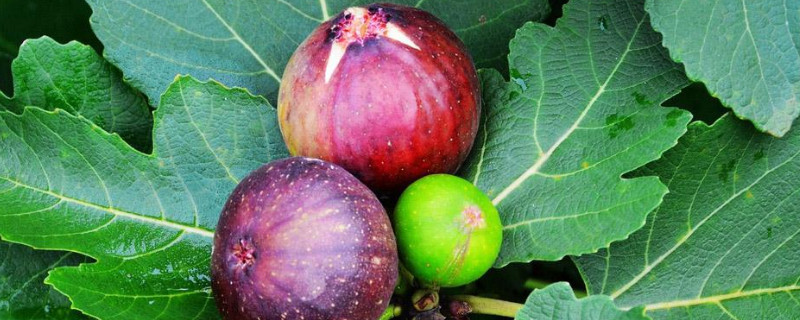 为什么家不能养无花果（为什么家不能养无花果花）