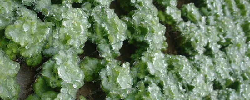 冰菜的种植方法和时间（冰冰菜种植时间及方法）