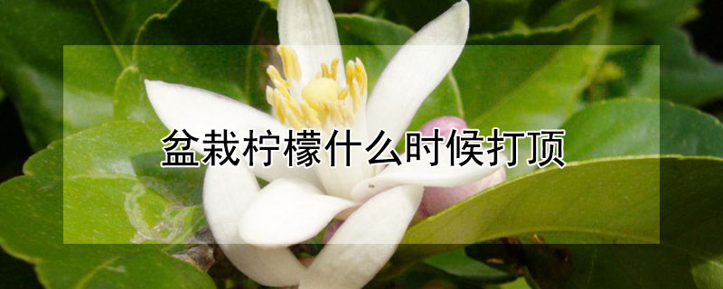 盆栽柠檬什么时候打顶 盆栽柠檬多高打顶