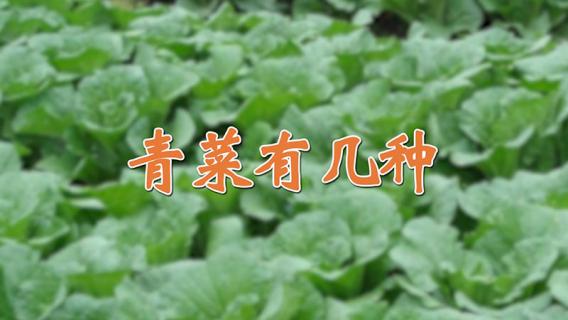 青菜有几种 青菜有几种做法图片
