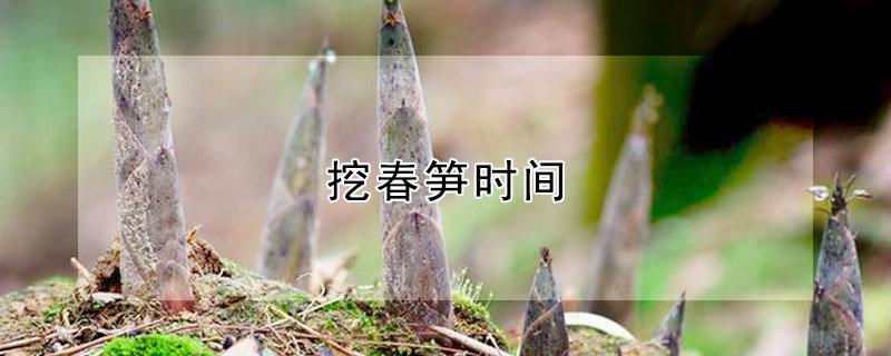 挖春笋时间（挖春笋季节）