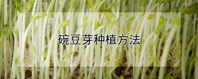 碗豆芽种植方法（如何种豌豆芽）