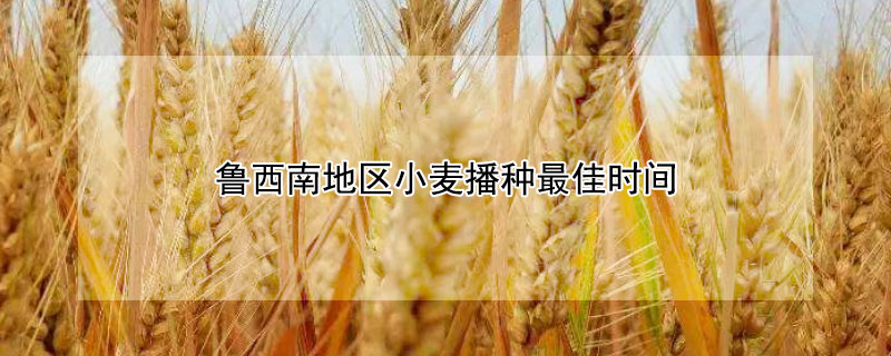 鲁西南地区小麦播种最佳时间（鲁西南地区小麦播种最佳时间是几月份）