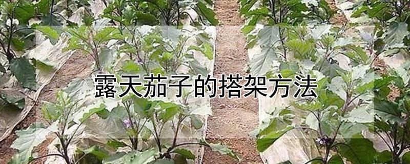 露天茄子的搭架方法（露地茄子搭架方法）