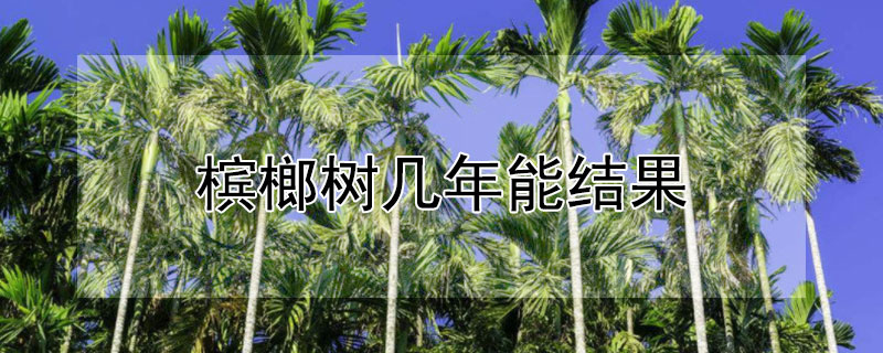 槟榔树几年能结果 槟榔树几年结果高产