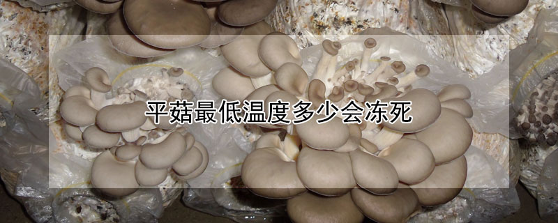 平菇最低温度多少会冻死（平菇零下10多度会冻死吗）