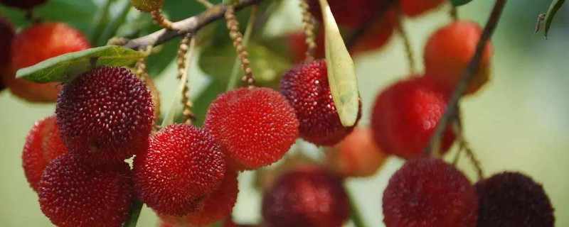 杨梅树怎么修剪（杨梅树怎么修剪视频）