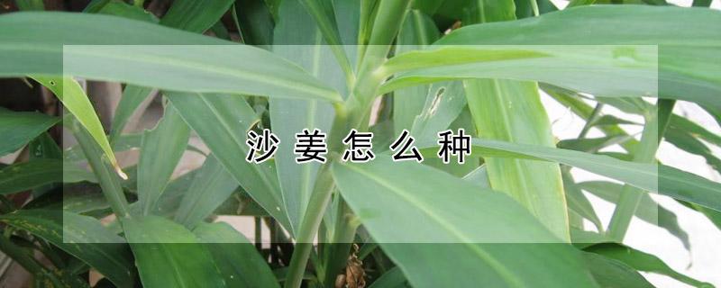 沙姜怎么种 沙姜怎么种植