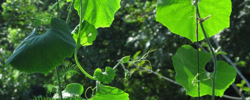 葫芦秧什么时候掐尖（葫芦秧什么时候掐尖合适）