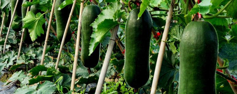 冬瓜不坐果怎么办（冬瓜怎么结果不掉果）