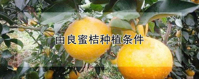 由良蜜桔种植条件（由良蜜桔的生长特性）