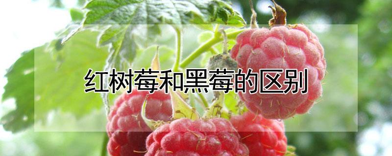 红树莓和黑莓的区别 红树莓和黑莓的区别是什么
