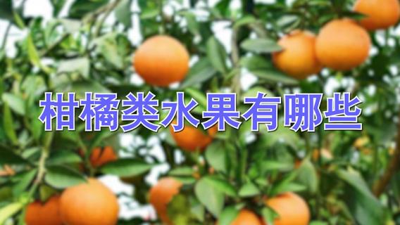 柑橘类水果有哪些 柑橘柑橘类水果有哪些