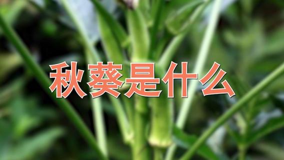 秋葵是什么（秋葵是什么季节的蔬菜?）