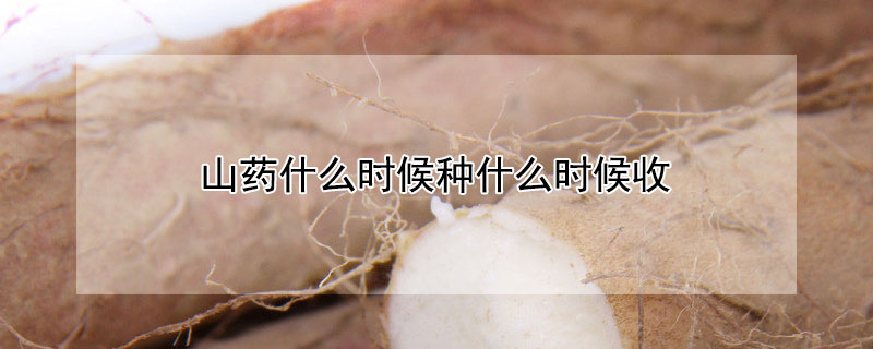 山药什么时候种什么时候收（山药什么时候种什么时候收获）