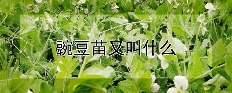 豌豆苗又叫什么 豌豆苗又叫什么名字