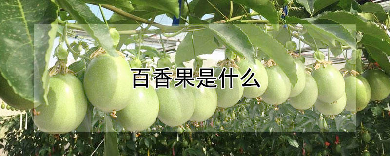 百香果是什么 百香果是什么季节的水果