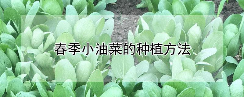 春季小油菜的种植方法 冬季小油菜种植技术