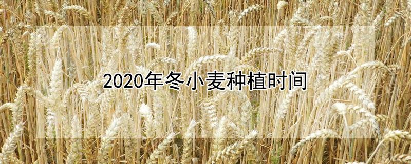 2020年冬小麦种植时间（2021年冬小麦种植时间）