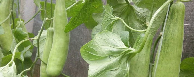 羊角蜜怎样整枝打叉 羊角蜜需要打叉吗