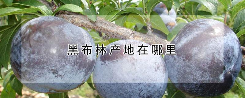 黑布林产地在哪里 黑布林产地在哪里?
