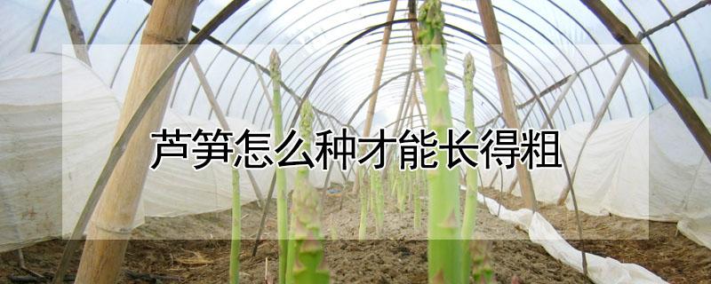 芦笋怎么种才能长得粗（芦笋怎样种才能粗）