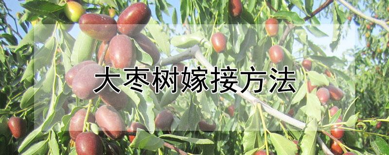 大枣树嫁接方法 大枣树嫁接方法图解