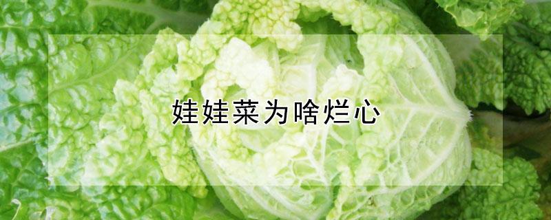 娃娃菜为啥烂心（娃娃菜不烂是什么原因）