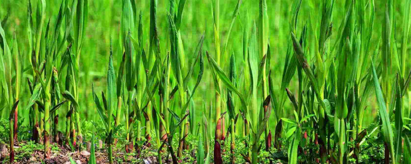 芦笋什么地方都可以种吗（芦笋什么地方都可以种吗）