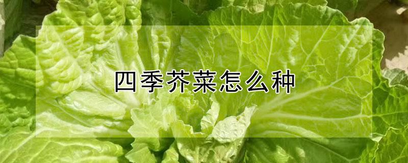 四季芥菜怎么种 四季芥菜怎么种植