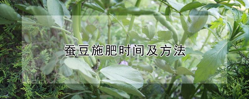 蚕豆施肥时间及方法（蚕豆施肥时间及方法图解）