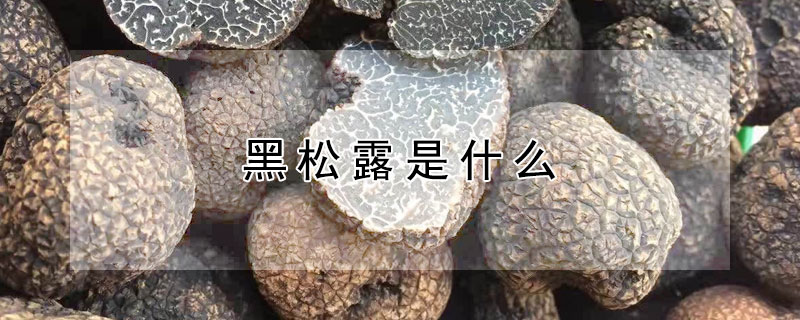 黑松露是什么（黑松露是什么样子的）