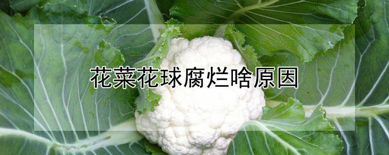花菜花球腐烂啥原因（松花菜花球腐烂啥原因）