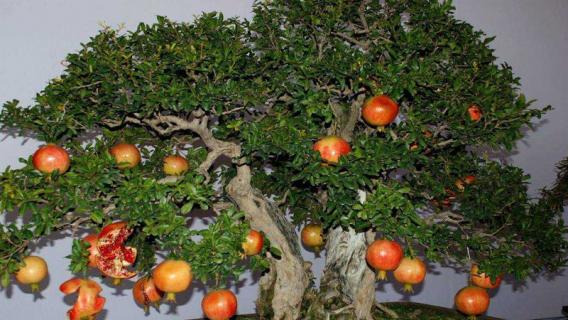 石榴树盆栽怎么养护（石榴树盆栽怎么养护和浇水）