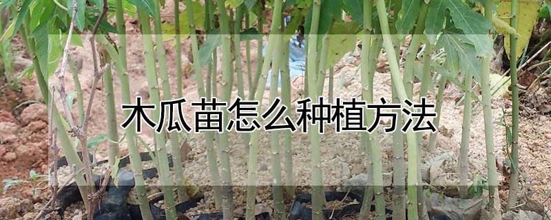 木瓜苗怎么种植方法（木瓜苗怎么种植方法图解）
